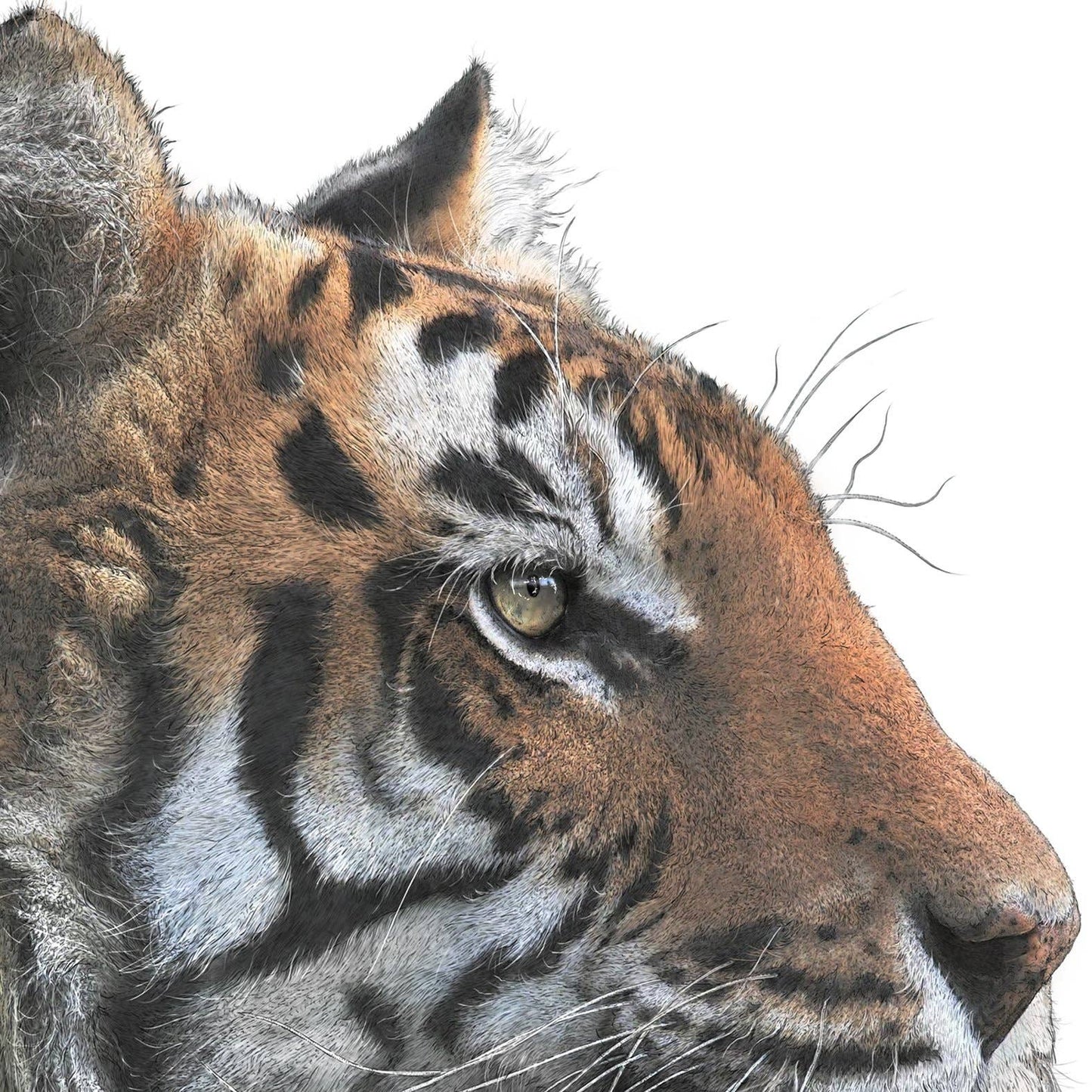 Bengal Tiger - A4 Print (Portrait) by Hidden Planet